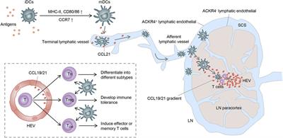 New Insights of CCR7 Signaling in Dendritic Cell Migration and Inflammatory Diseases